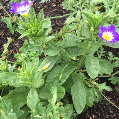 Jamie's garden