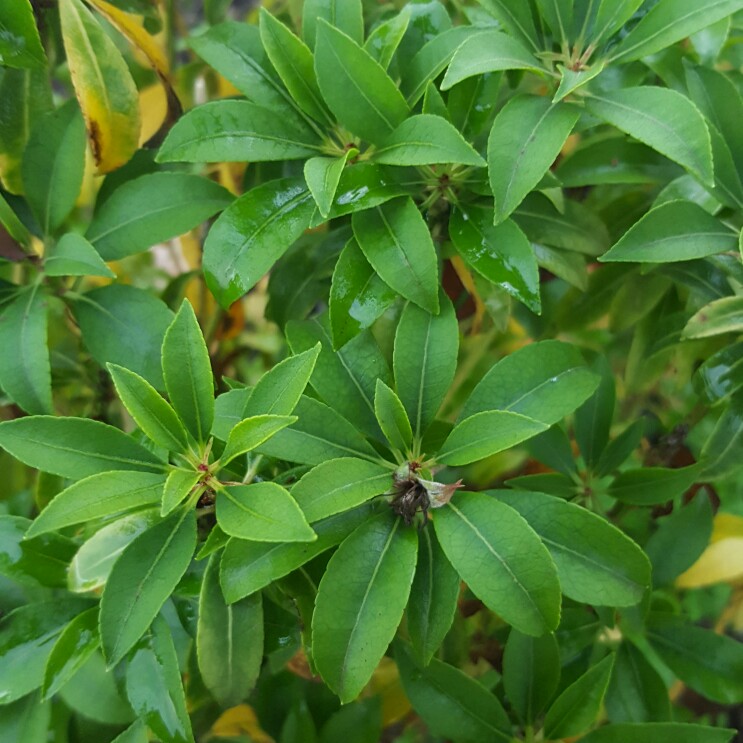 Plant image Pieris japonica 'Passion'