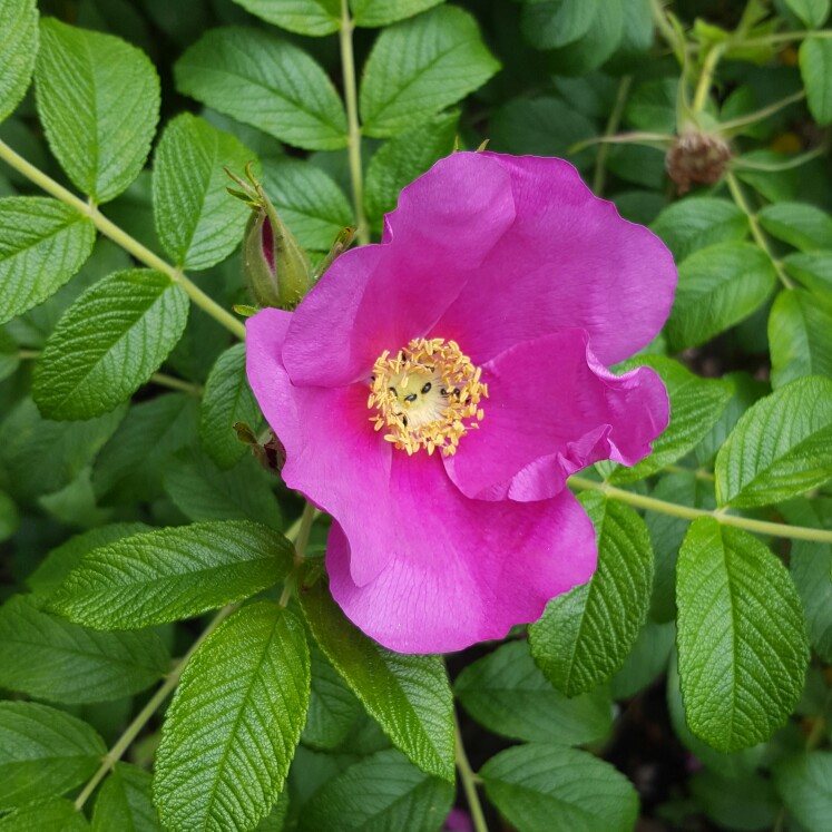 plant image 158603
