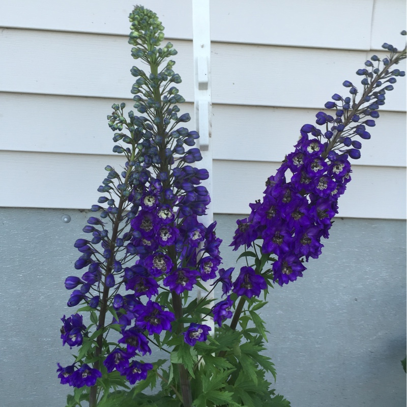 Plant image Delphinium elatum 'Polarnacht'