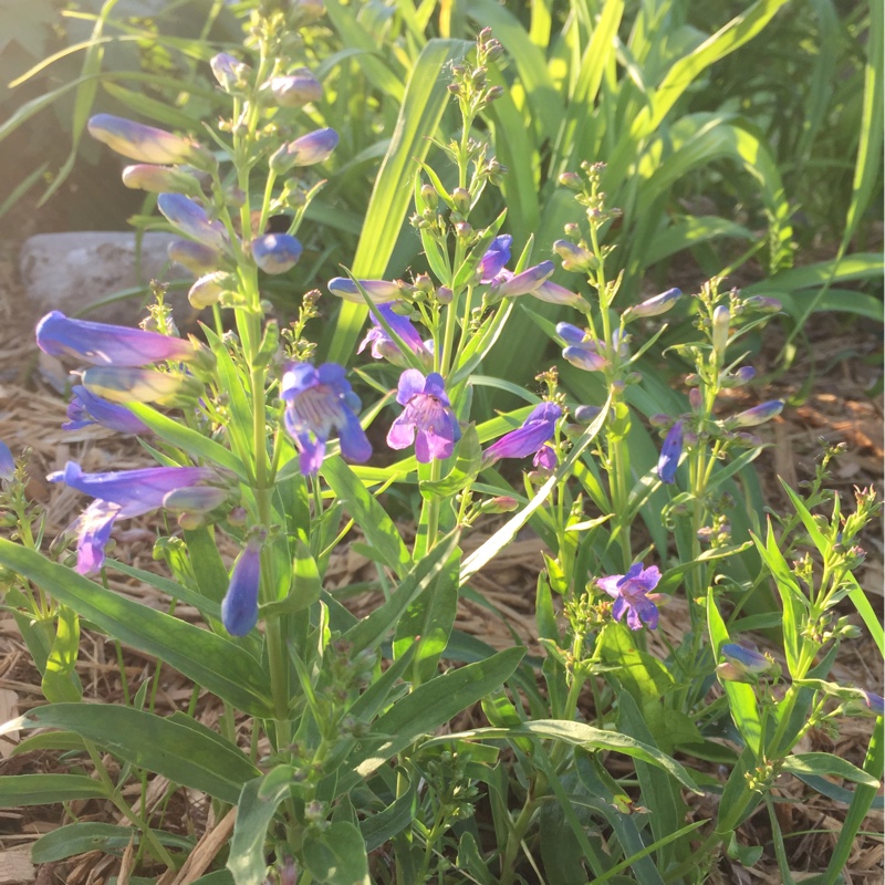Plant image Penstemon 'Heavenly Blue'