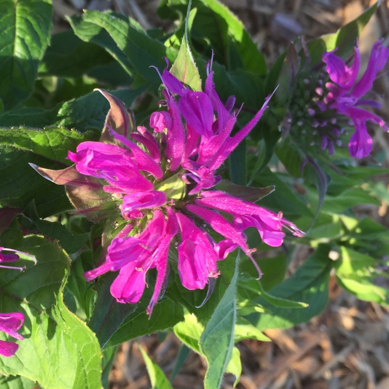 Plant image Monarda 'Pink Lace'