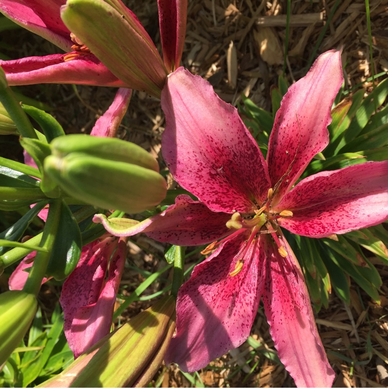 Plant image Lilium 'Paintball'