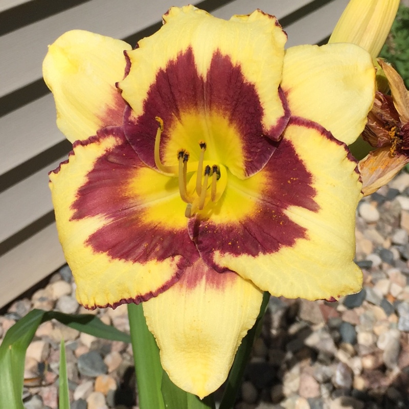 Plant image Hemerocallis 'El Desperado'
