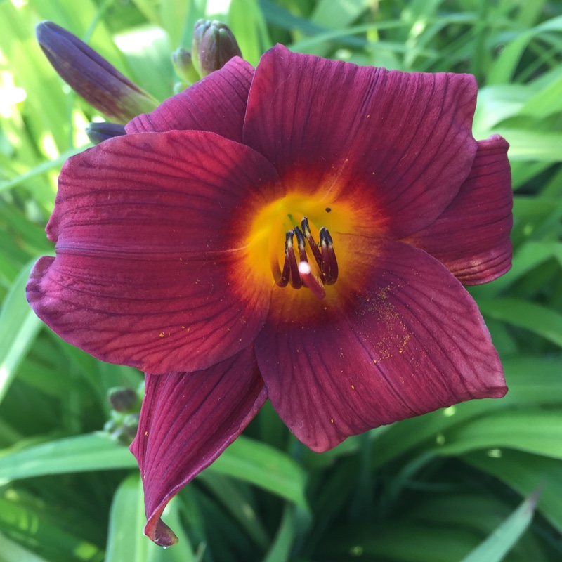 plant image 164361