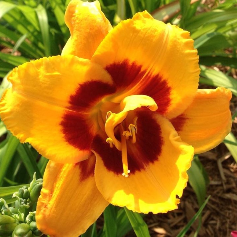 Plant image Hemerocallis 'Fooled Me'