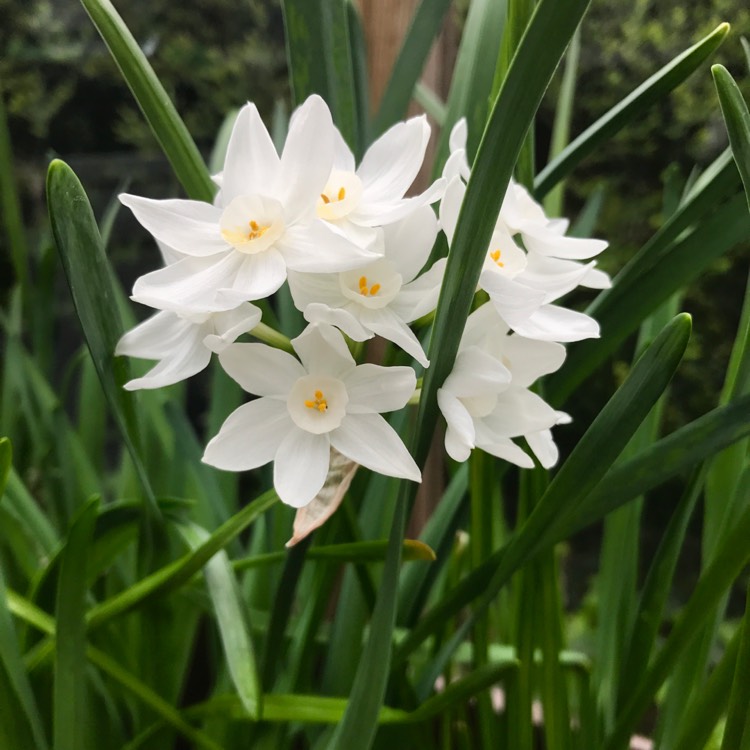 plant image 343851