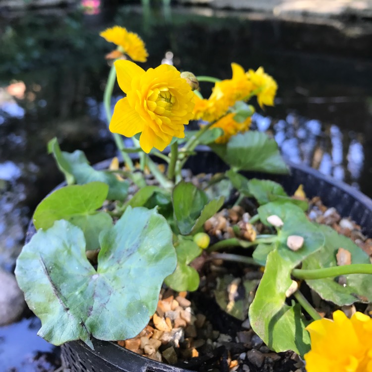 plant image 356676