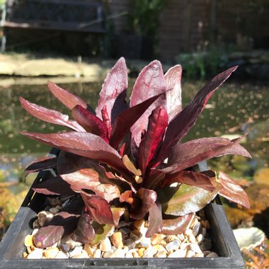 Lobelia cardinalis 'Queen Victoria'