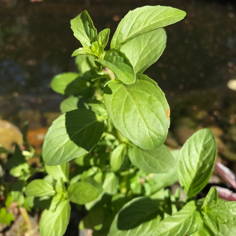 Plant image Mentha aquatica syn. Mentha hirsuta