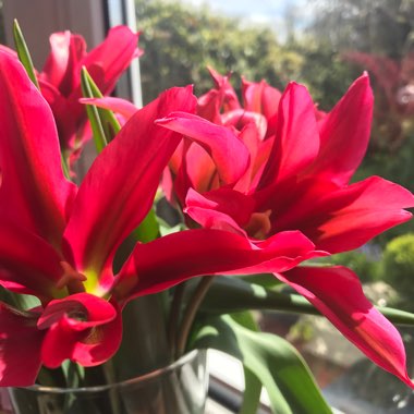 Tulipa 'Dolls Minuet'