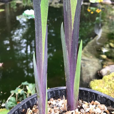 Iris Versicolor 'Dark Aura'