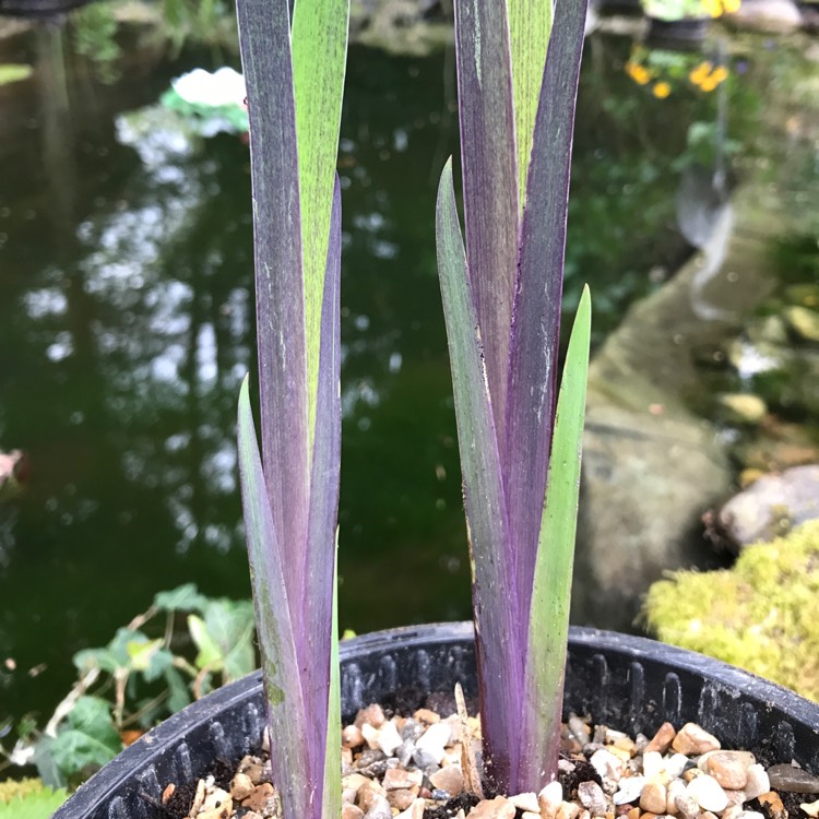 plant image 362436