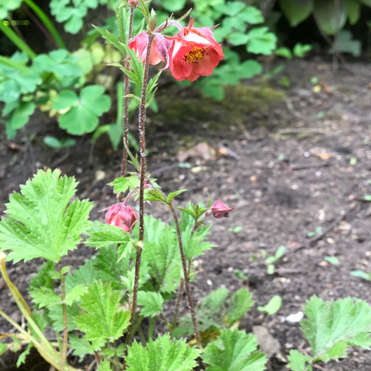 Plant image Geum rivale 'Bell Bank'