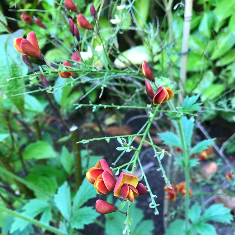 Plant image Cytisus x praecox