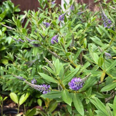 Hebe buxifolia