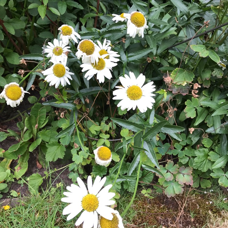 Plant image Chrysanthemum x morifolium 'Aluga White'