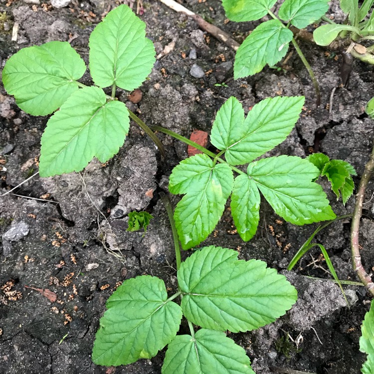 Plant image Aegopodium podagraria
