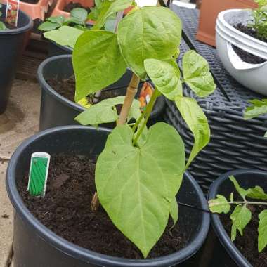 Phaseolus vulgaris