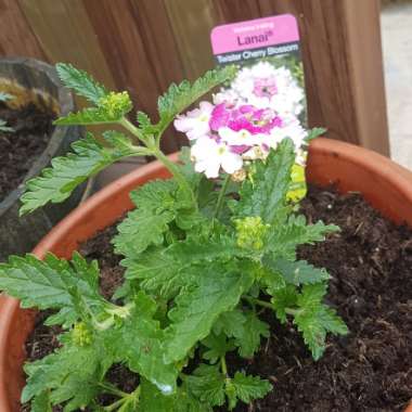 Verbena 'Flagdena' syn. Verbena 'Lanai Pink Twister'