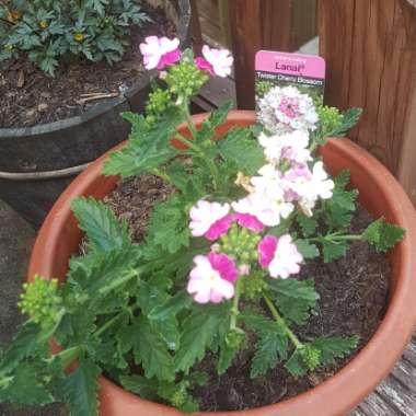 Verbena 'Flagdena' syn. Verbena 'Lanai Pink Twister'