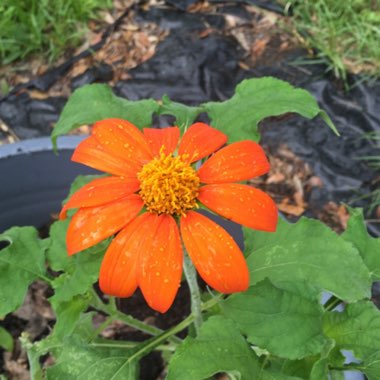 Tithonia rotundifolia syn Tithonia speciosa