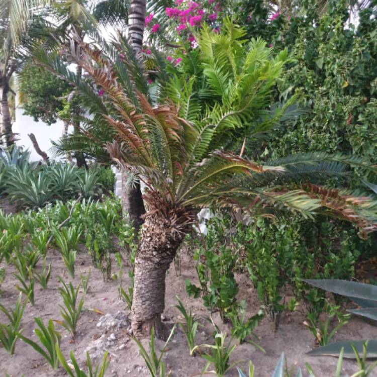 Plant image Encephalartos altensteinii