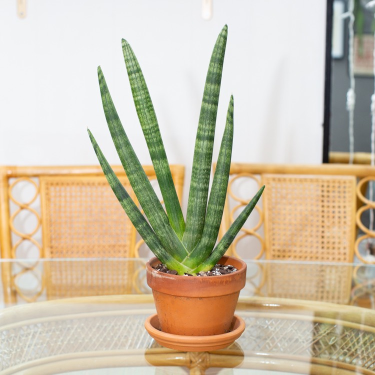 Plant image Sansevieria cylindrica 'Boncel'