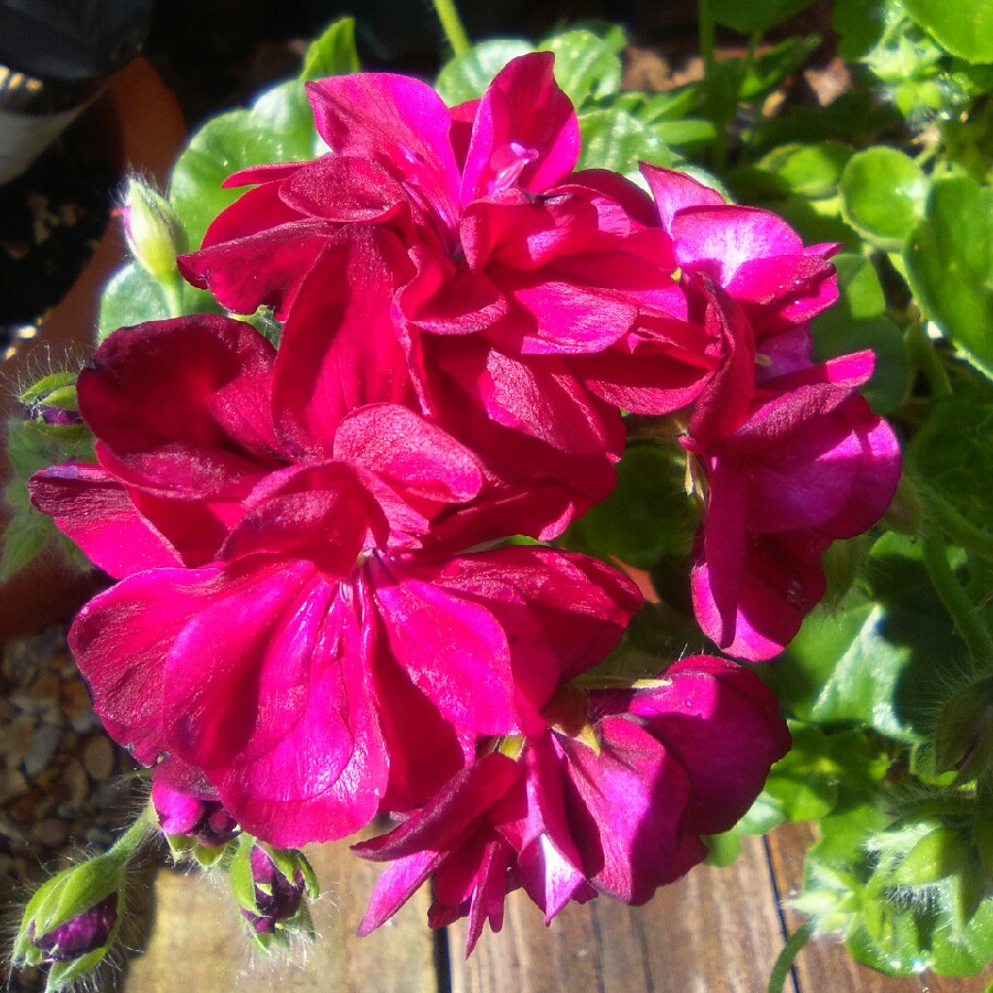 Plant image Pelargonium 'Barbe Bleu'