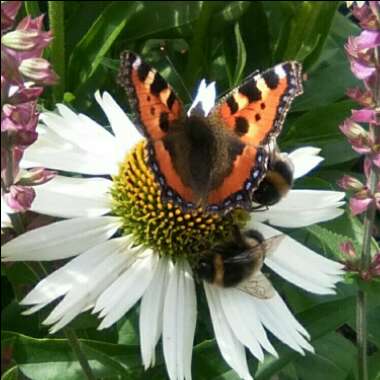 Jules's garden