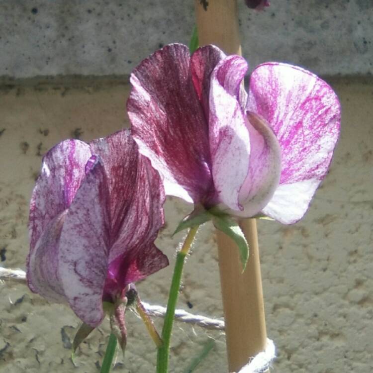 plant image 512384