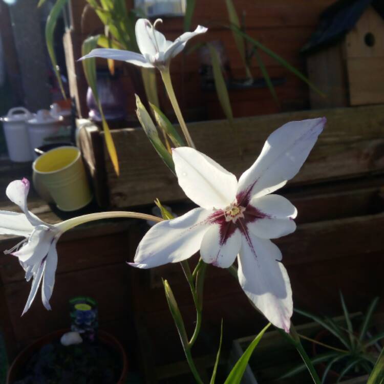 plant image 575295