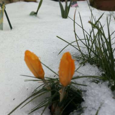 Jules's garden