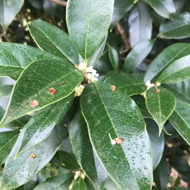 Bay Tree
