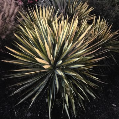 Juan's garden