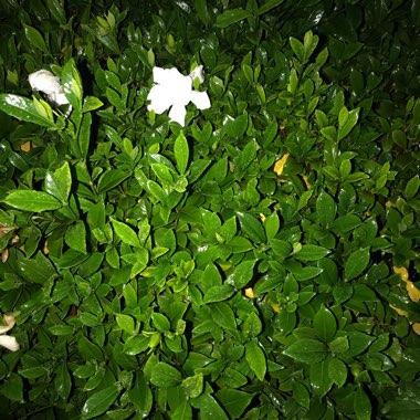 Gardenia