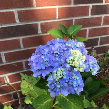 Hydrangea 'Endless Summer'
