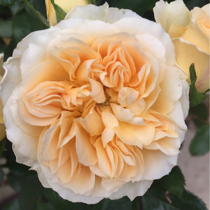 Plant image Rosa 'Sweet Memories'