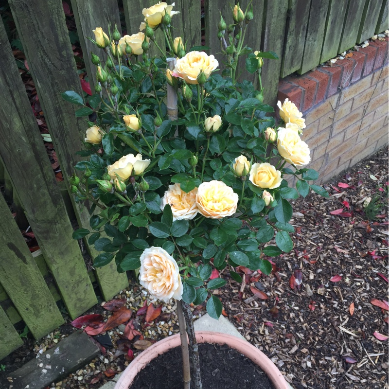 Plant image Rosa 'Sweet Memories'