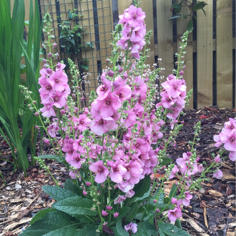 plant image 119555
