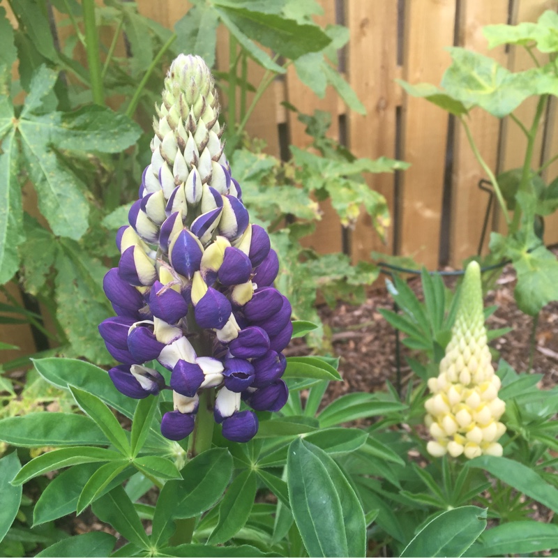 Plant image Lupinus 'Purple Emperor'