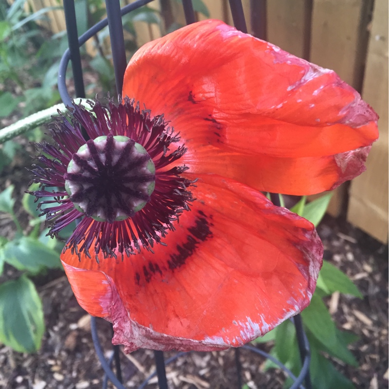 Plant image Papaver orientale 'Brilliant'