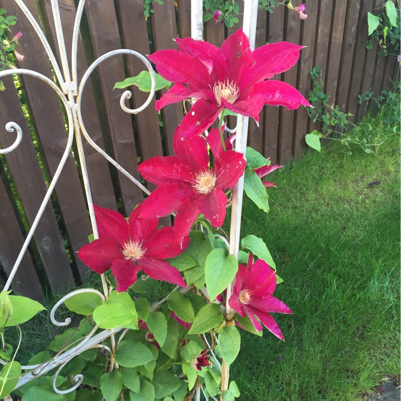 plant image 137572