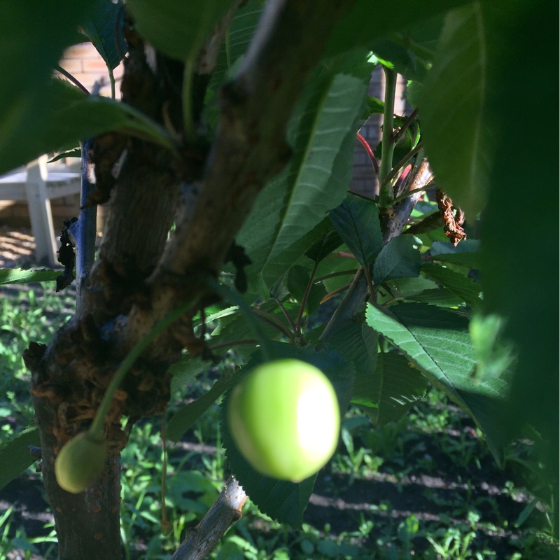 plant image 137574