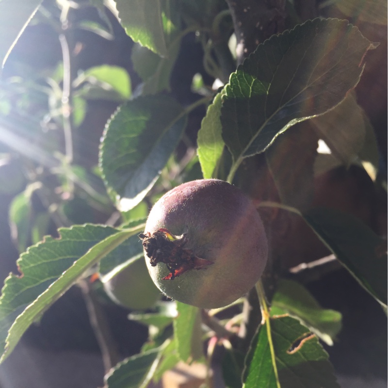 plant image 137601