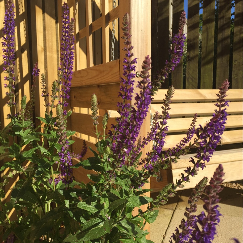 Plant image Salvia nemorosa 'Ostfriesland' syn. Salvia nemorosa 'East Friesland'