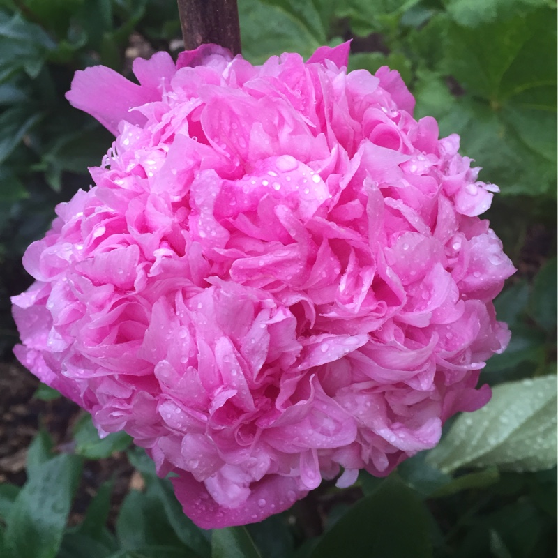 Peony 'Angel Cheeks' (Herbaceous)