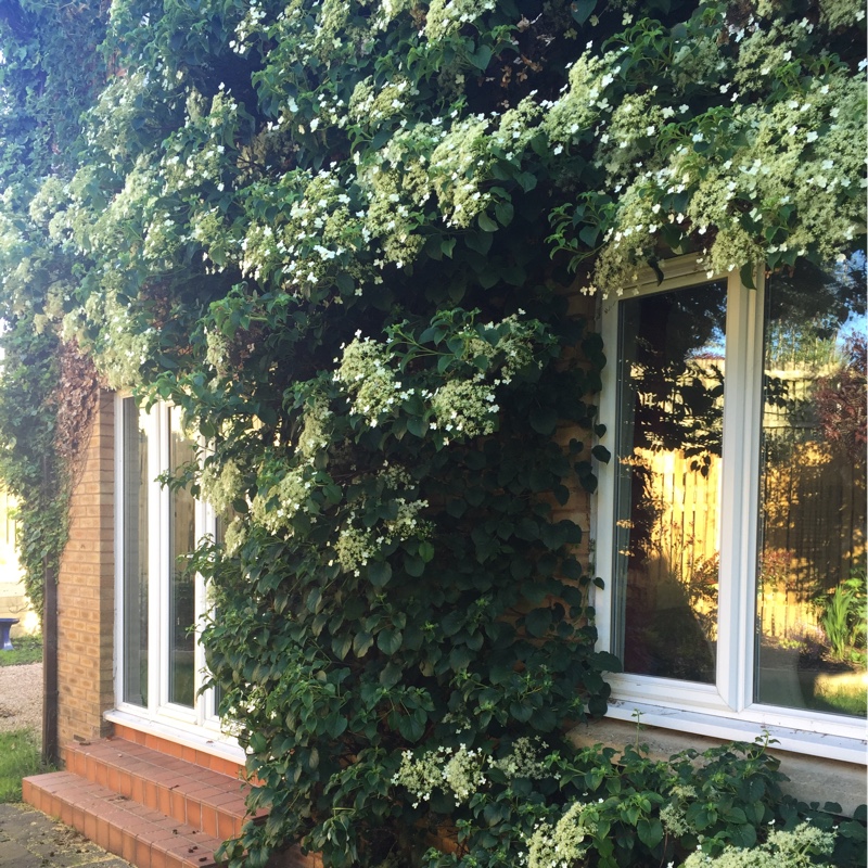 Julia's garden