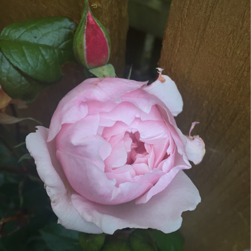 Rose 'The Generous Gardener' (Shrub)