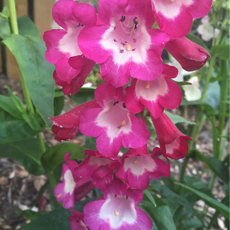 Beardtongue 'Appleblossom'